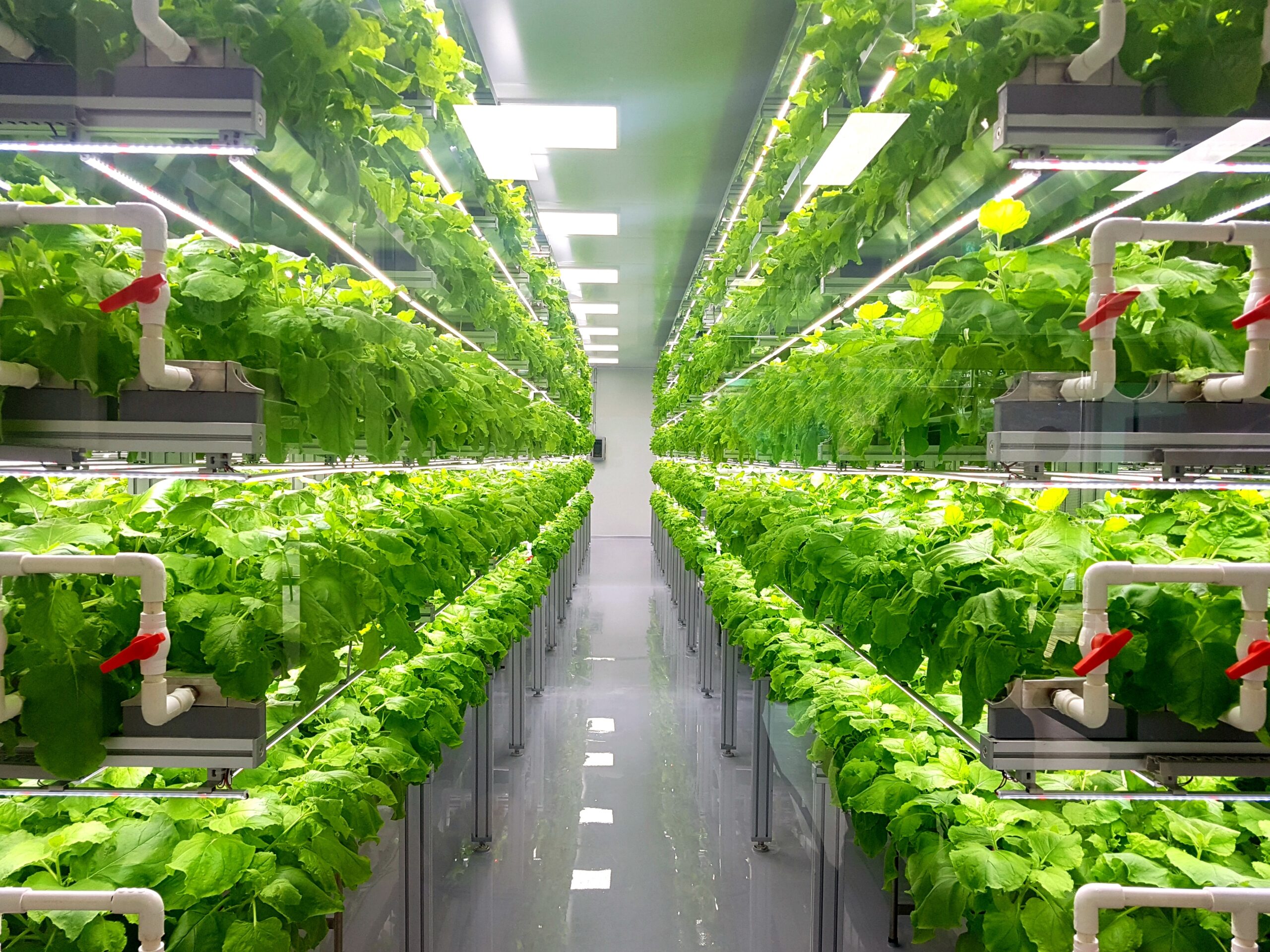 Fresh Vegetables are growing in indoor farm/vertical farm.